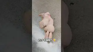 RIP Squishy Muscle Rabbit 🐰 🥕