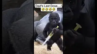 Baby Gorilla Says - Now &ldquo;ALL DOSES COMPLETE!&rdquo; 😂🦍 #funny #babygorilla #gorillareaction #gorillaprank