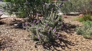 How to grow Emu Bush Summertime Blue