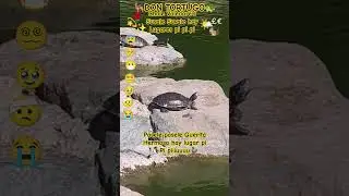 TORTUGOU'S PET #perritos #perros #perro #lovedogs #mascotas#shortsfeed#shortviral#puppy#turtle#pets
