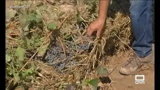 Viñas destrozadas por las lluvias en Albacete | Ancha es Castilla-La Mancha - CMM