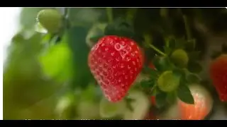 The Difference Is Real- Strawberry