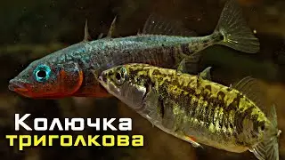 Одна з найцікавіших риб українських водойм