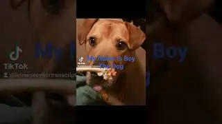 Like, Share, and Subscribe To My Name Is Boy The Dog!