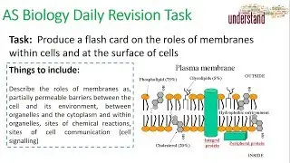 AS Biology Daily Revision Task 42:  The Roles of Membranes