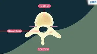Vertebra and Vertebral Column | Skeleton Movement and Locomotion | Class 9 Science ICSE