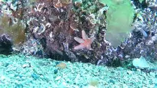 Memories of Istanbul - Burgaz Island - Yelkenkaya Divingsite E1