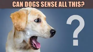 10 Amazing Things Dogs CAN SENSE (and You&rsquo;d Never Guess!)