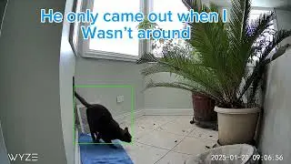 Cat stuck in a wall. How we got him out #straycat #catdad 