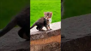 cute kitten playing on a wall #cat #kitten #cutecat #cats #kittens #catvideos #pet #trending #shorts
