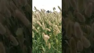 Natural Rabbit Tail Grass