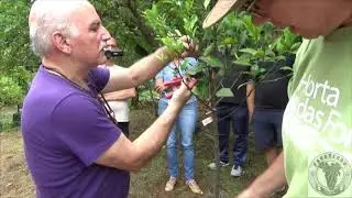 1405  ) –  PODA DE CITRUS – HORTA DAS FLORES  - SP SP