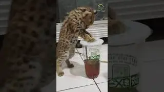 It's kitten's tea time #leopardcat #cat #funnykittens