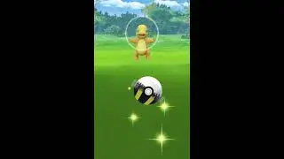 Shiny Charmender encounter in Pok&eacute;mon GO! Charmender Community day!