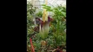 Titan Arum (Amorphophallus titanum) at Royal Botanic Gardens, Melbourne, Australia