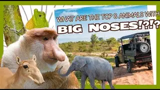 8 Cool Animals with BIG Noses! 🐘👃