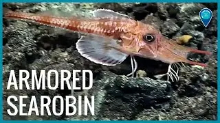 Armored searobin in National Marine Sanctuary of American Samoa