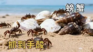 趕海收穫大滿貫！退潮後螃蟹海螺各種極品海鮮上不停，小漁抓到手酸輕鬆爆簍直呼過癮！