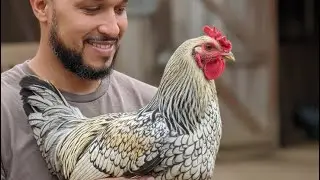 Nuevos integrante, y moliendo  el maíz a mis gallinas 