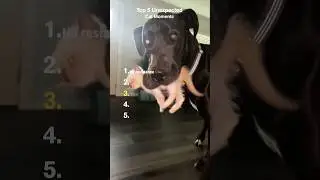 Top 5 Unexpected Cat Moments 😼💥