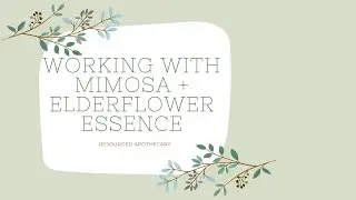Working with Mimosa + Elderflower Essence