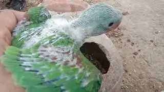ALEXANDRINE BABY PARROT 20 DAYS || GROWING CHICK'S RAW BABY