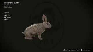 MGS&Delta; European Rabbit Rotating High Quality