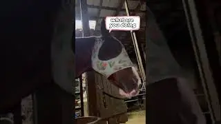 My Horse Has Lice??? Best Way To Remove Bot Fly Eggs! #equestrian #funnyequestrian #funny