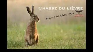 Ouverture du li&egrave;vre 2018 - Chasse en plaine de C&ocirc;te d'Or