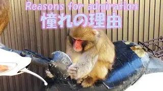 憧れの理由 Reasons for admiration 葉ッピー動物園2230 淡路島モンキーセンター 兵庫県