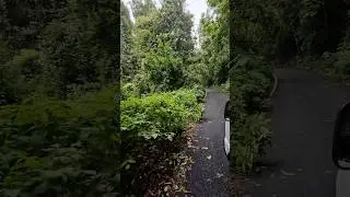Gavi forest