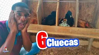 6 Gallinas cluecas al mismo tiempo 😱