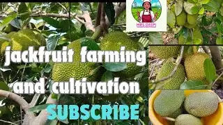 jackfruit farming 🥝🥝🥝, #jackfruitcultivation2025, #farming2025, fruit farming 2025