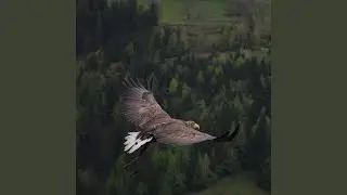 Untamed Nature (Original Motion Picture Soundtrack)
