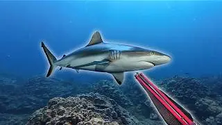 Spearfishing for Dinner in Shark Infested Waters!