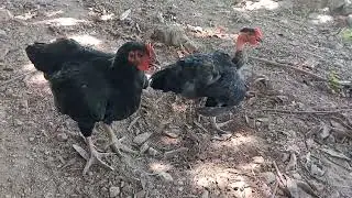 Olha gente o resultado aqui das galinhas já tirou os pintinhos já resultado foi 9 pintinhos