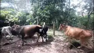 Fumigando las vacas 🐄 para las moscas 🪰 