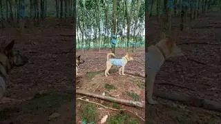 Loyal Puppy Twins Following Owner to Work | Rural Life | Farm Dogs Adventure