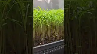 Growing Dill Microgreens In Light Tent #microgreenssalads