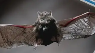 Deep freeze killed dozens of bats in Austin