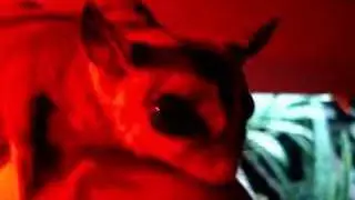Rocky the Sugar Glider Basking in a Heat Lamp
