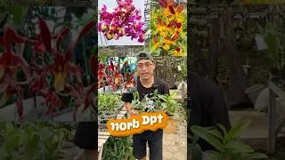 Obral⁉️Spesial Paket Hemat Murah Meriah😻#orchid #anggrekmurah #dendrobium