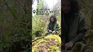Seattle type beat #lofi #lofimusic #calmmusic #relax