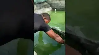 La mentira mas grande del pez Betta