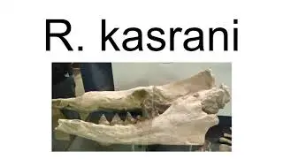 Rodhocetus