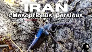 Iran 🇮🇷 Zagros Mts. #Mesoprionus persicus