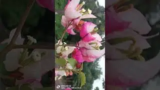 কাগজ ফুলের গাছ  Id 7star #garden #gardenplants  #gardenflowers #outdoorflowers #plants#shortvideo