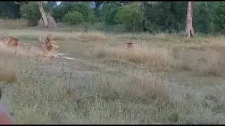 Getting Right Next to the Lions in Botswana