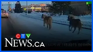 Ponies on the loose in St. Albert