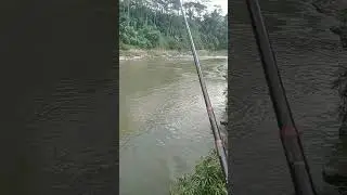 sangat melimpah ikan brek/tawes sirip merah di spot ini